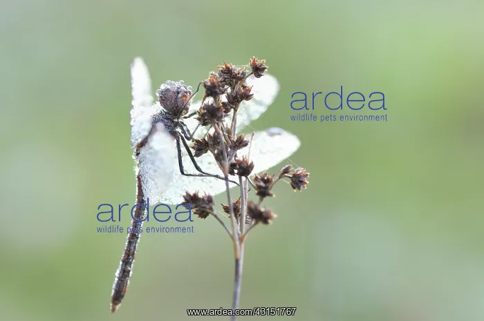 : Field Wood-rush : Field Wood-rush