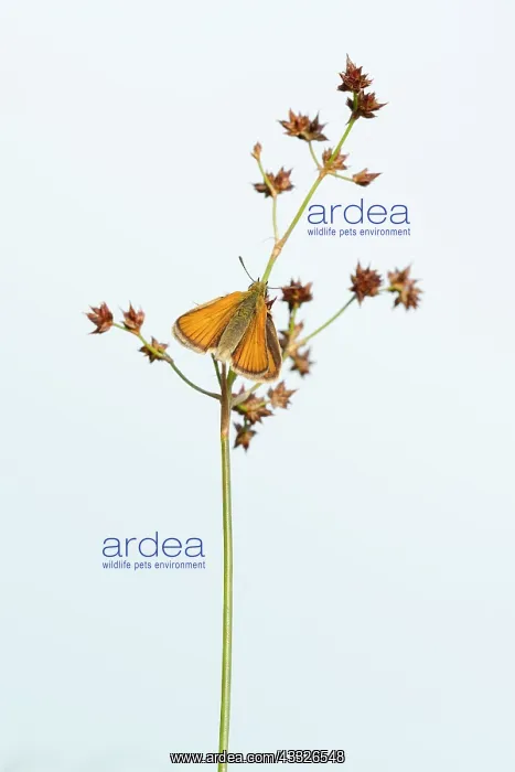 : Field Wood-rush : Field Wood-rush