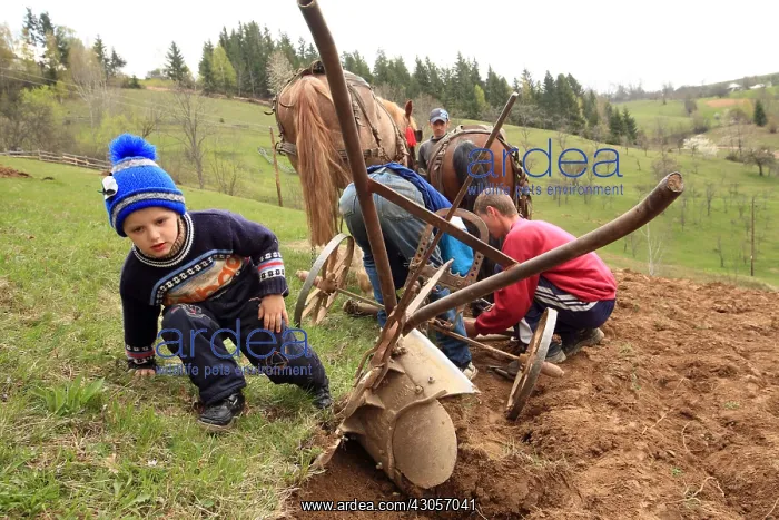 : Field works Apuseni Mountains Romania : Field works Apuseni Mountains Romania