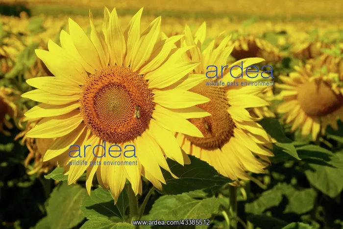 : Field with yellow sunflower blossoms : Field with yellow sunflower blossoms