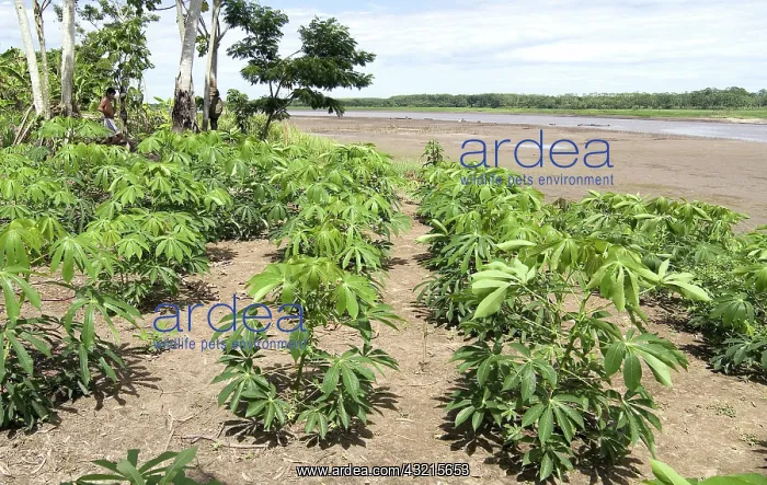 : Field of Yuca (Manihot esculenta) : Field of Yuca (Manihot esculenta)