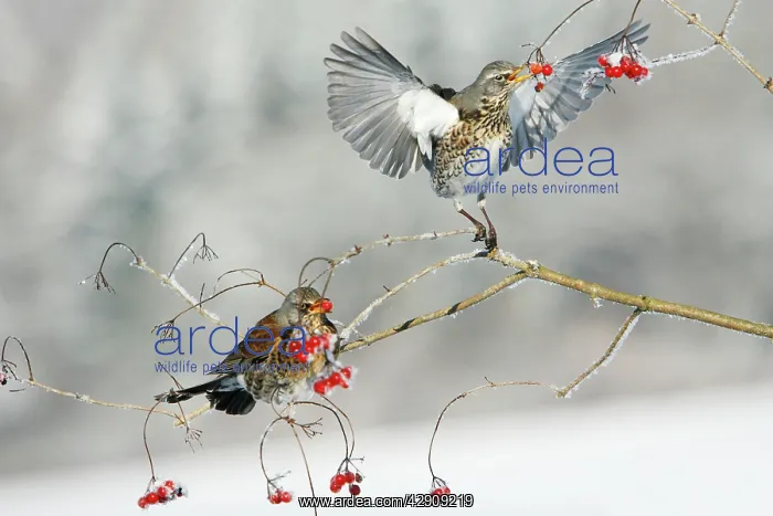 : Fieldfare - 2 feeding on Guelder Rose berries, winter : Fieldfare - 2 feeding on Guelder Rose berries, winter