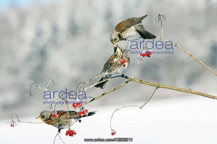 : Fieldfare - 3 feeding on Guelder Rose berries, winter : Fieldfare - 3 feeding on Guelder Rose berries, winter