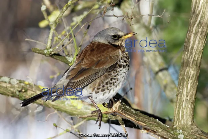 : Fieldfare (Turdus pilaris) : Fieldfare (Turdus pilaris)