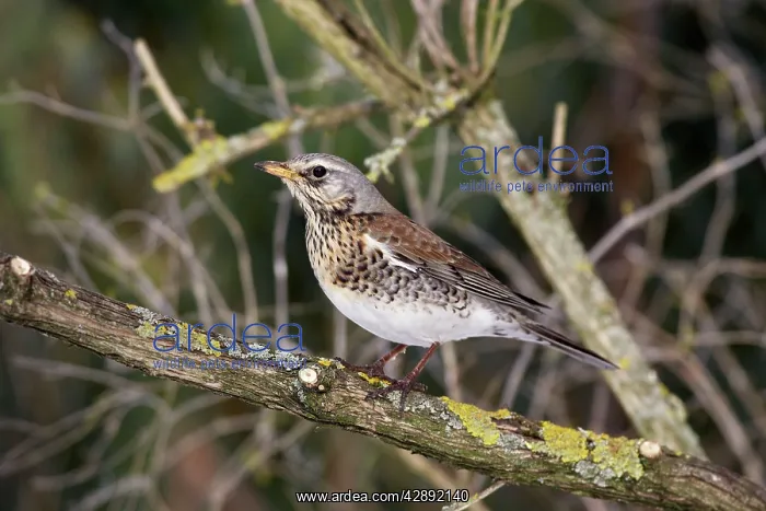 : Fieldfare. (Turdus pilaris) : Fieldfare. (Turdus pilaris)