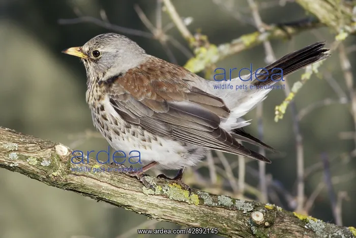 : Fieldfare (Turdus pilaris). Alsace - France : Fieldfare (Turdus pilaris). Alsace - France