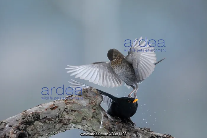  : Fieldfare (Turdus pilaris) jumping on top of the head of a Common Blackbird 