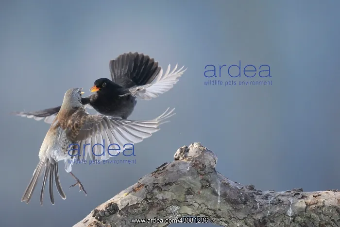 : Fieldfare. Common Blackbird (Turdus merula) male quarrelling with a Fieldfare : Fieldfare. Common Blackbird (Turdus merula) male quarrelling with a Fieldfare