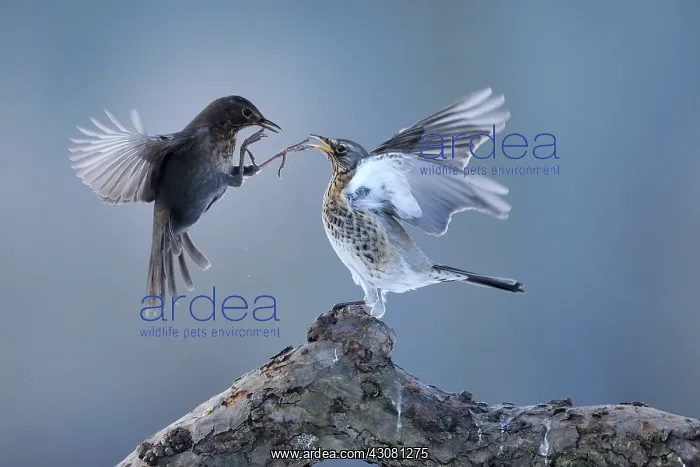 : Fieldfare. Common Blackbird (Turdus merula) quarrelling with a Fieldfare : Fieldfare. Common Blackbird (Turdus merula) quarrelling with a Fieldfare