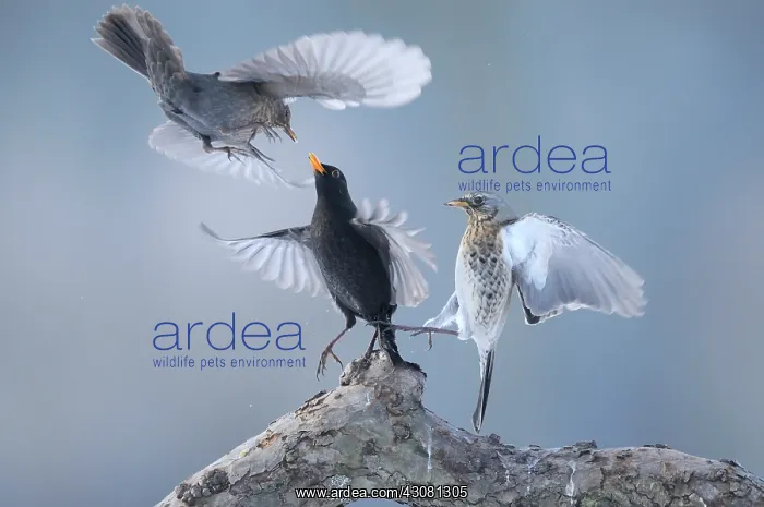 : Fieldfare. Common Blackbird (Turdus merula) male quarrelling with a female : Fieldfare. Common Blackbird (Turdus merula) male quarrelling with a female