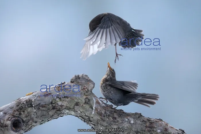 : Fieldfare. Common Blackbird (Turdus merula) and Fieldfare : Fieldfare. Common Blackbird (Turdus merula) and Fieldfare