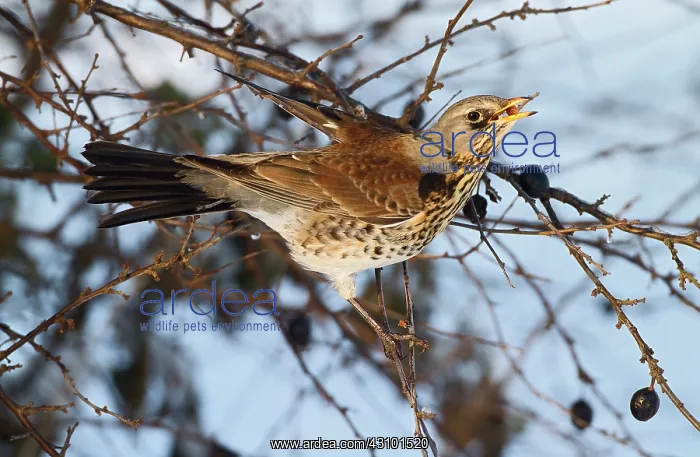 : Fieldfare (Turdus polaris) foraging on blackthorn, The Netherlands : Fieldfare (Turdus polaris) foraging on blackthorn, The Netherlands