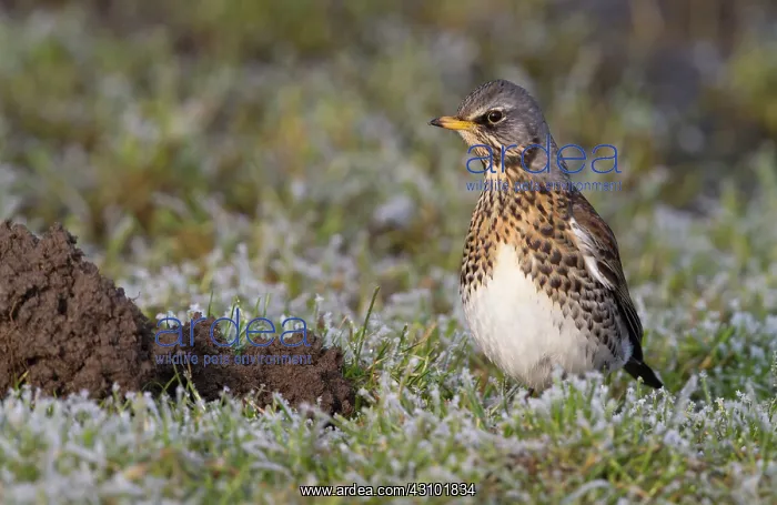 : Fieldfare (Turdus pilaris) sitting on frozen meadow : Fieldfare (Turdus pilaris) sitting on frozen meadow