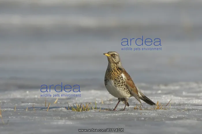: Fieldfare (Turdus pilaris) in the snow on frozen meadow enjoying the sun : Fieldfare (Turdus pilaris) in the snow on frozen meadow enjoying the sun