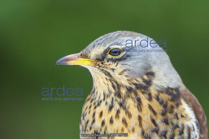 : Fieldfare. Close up of an adult Fieldfare (Turdus pilaris) : Fieldfare. Close up of an adult Fieldfare (Turdus pilaris)