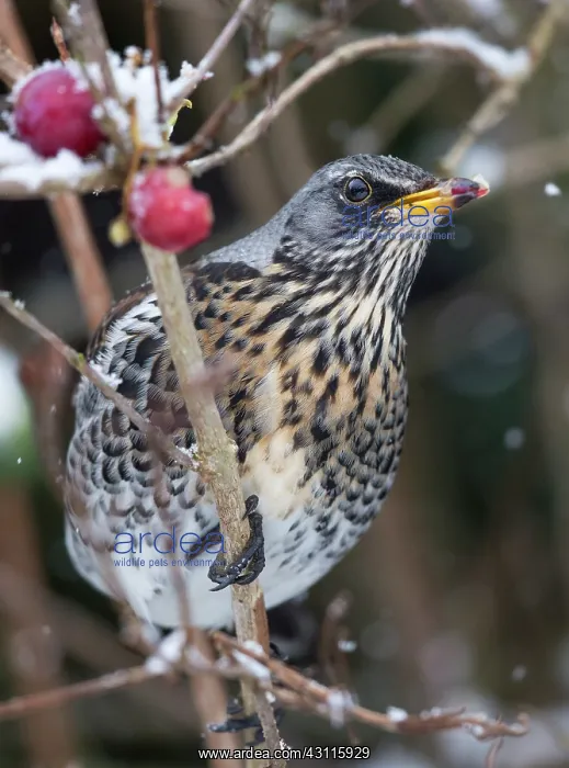 : Fieldfare (Turdus pilaris) perched in a Crab-apple tree (Malus) in the snow : Fieldfare (Turdus pilaris) perched in a Crab-apple tree (Malus) in the snow