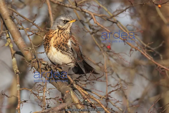  : Fieldfare (Turdus pilaris) perched on a hawthorn