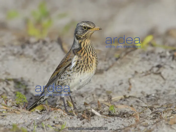  : Fieldfare (Turdus pilaris) standing in a cultivated field