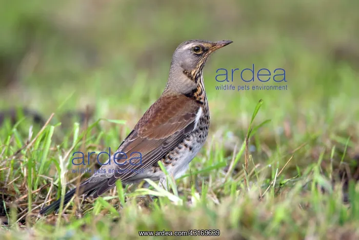 : Fieldfare (Turdus pilaris) foraging fieldfare in first-year plumage : Fieldfare (Turdus pilaris) foraging fieldfare in first-year plumage
