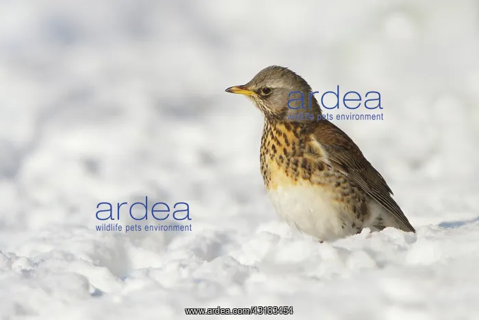 : Fieldfare (Turdus polaris) sitting in the snow : Fieldfare (Turdus polaris) sitting in the snow