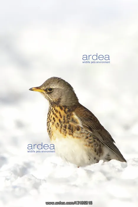 : Fieldfare (Turdus pilaris) standing in the snow : Fieldfare (Turdus pilaris) standing in the snow