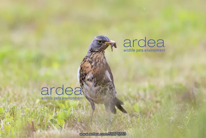 : Fieldfare - adult bird with prey - Germany : Fieldfare - adult bird with prey - Germany