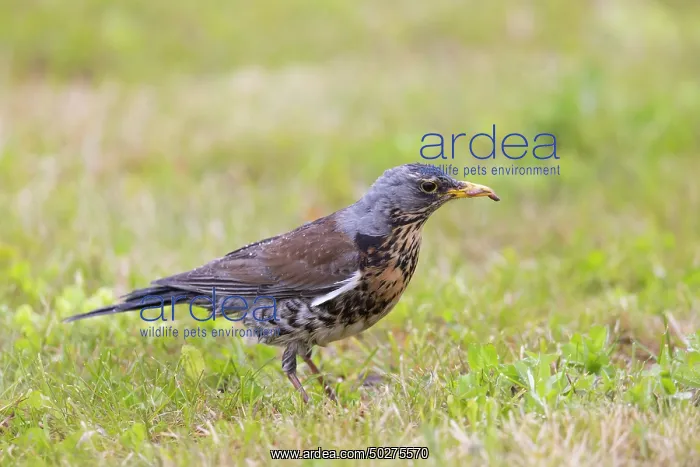 : Fieldfare - adult bird with prey - Germany : Fieldfare - adult bird with prey - Germany