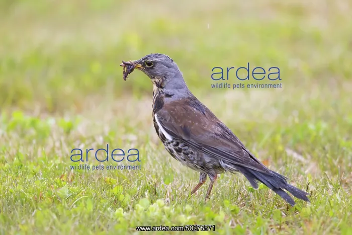 : Fieldfare - adult bird with prey - Germany : Fieldfare - adult bird with prey - Germany