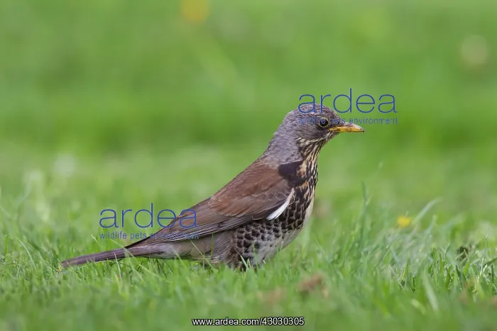  : Fieldfare adult