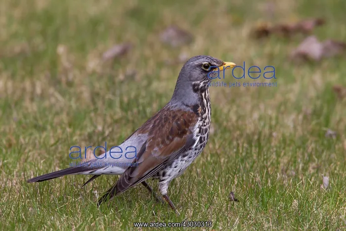  : Fieldfare adult