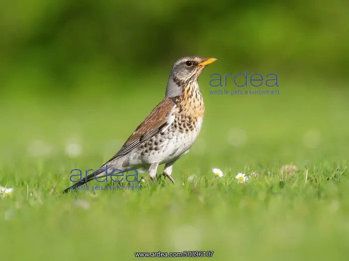  : Fieldfare, adult bird on garden lawn