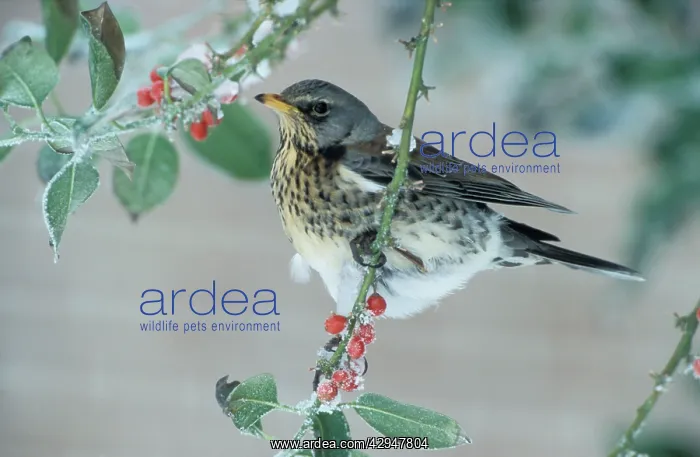: Fieldfare - Adult feeding on the berries of the : Fieldfare - Adult feeding on the berries of the