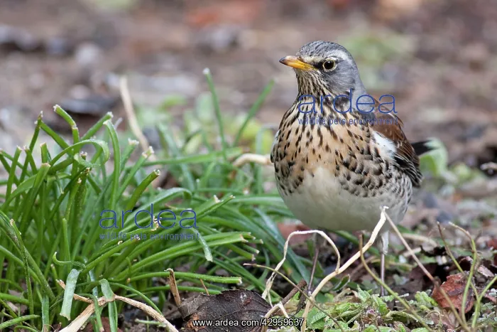 : Fieldfare - adult perching on ground : Fieldfare - adult perching on ground