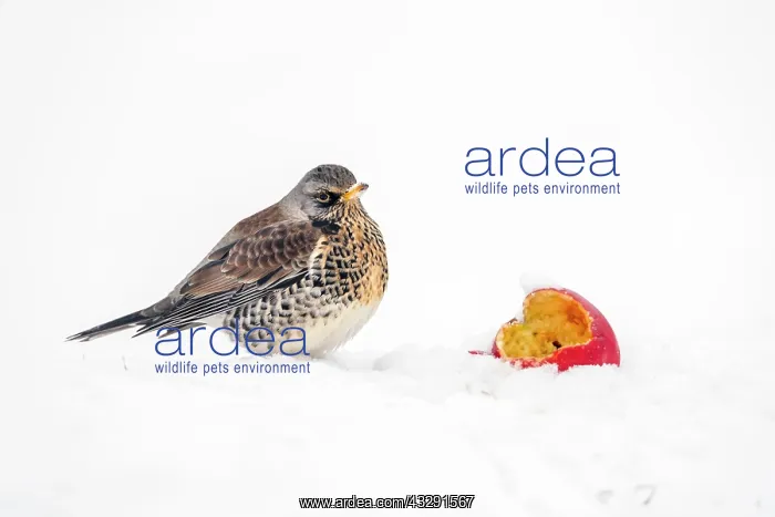 : Fieldfare - With Apple In Snow - UK : Fieldfare - With Apple In Snow - UK