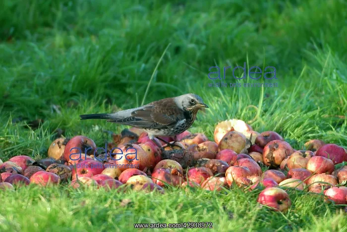  : Fieldfare - on apples in Winter