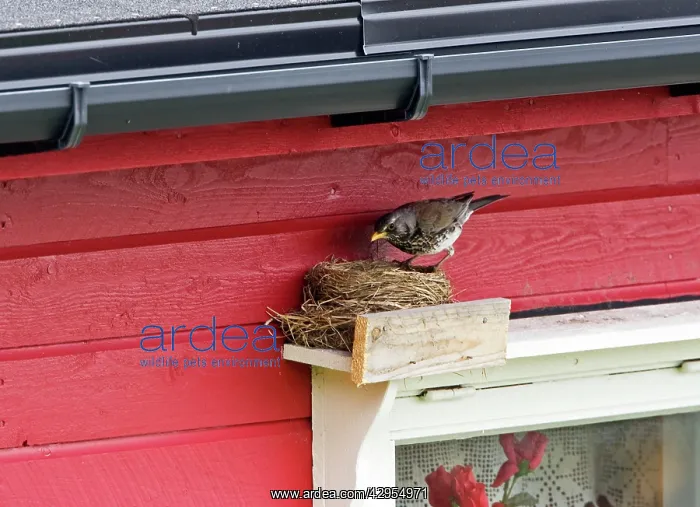 : Fieldfare - at artificial nest site above window frame : Fieldfare - at artificial nest site above window frame