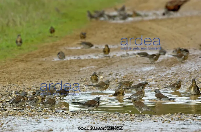 : Fieldfare - bathing in puddle on farm track : Fieldfare - bathing in puddle on farm track