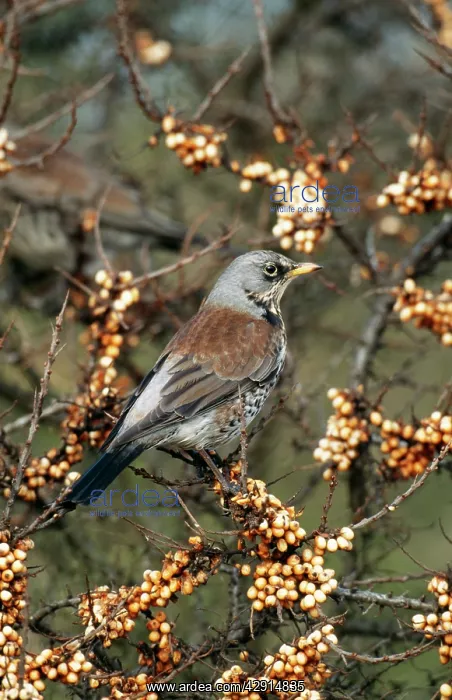 : FIELDFARE - ON BERRIES : FIELDFARE - ON BERRIES