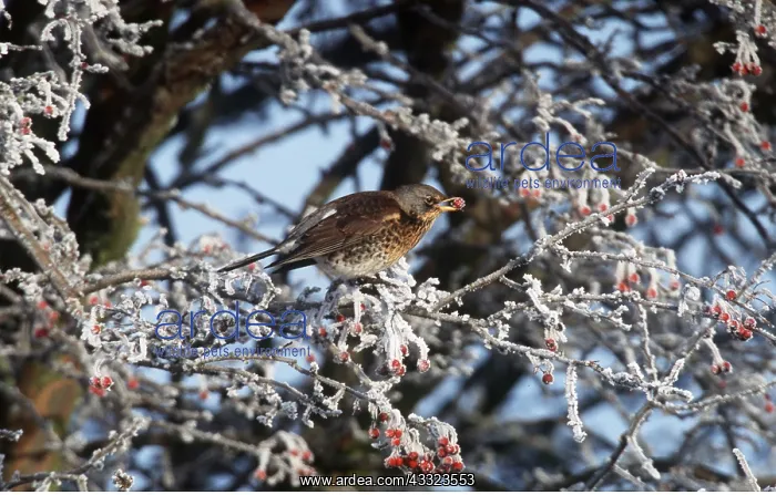 : FIELDFARE - with berry in beak : FIELDFARE - with berry in beak