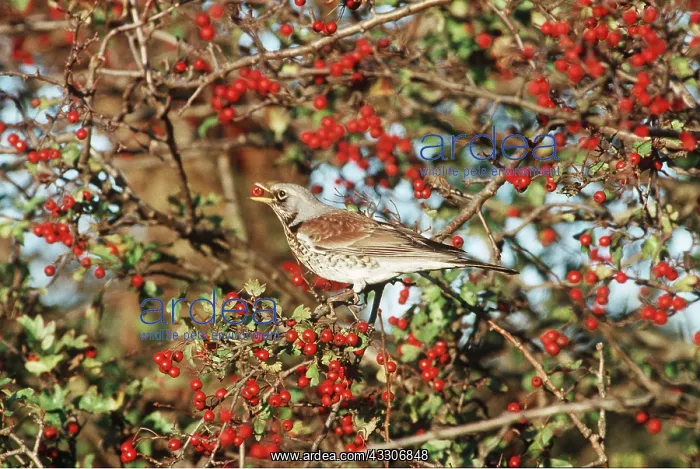 : FIELDFARE - berry in mouth : FIELDFARE - berry in mouth