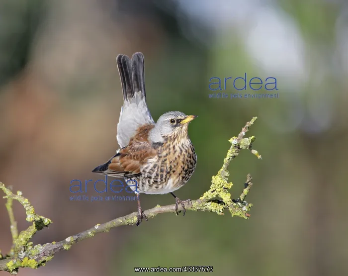 : Fieldfare - on branch : Fieldfare - on branch