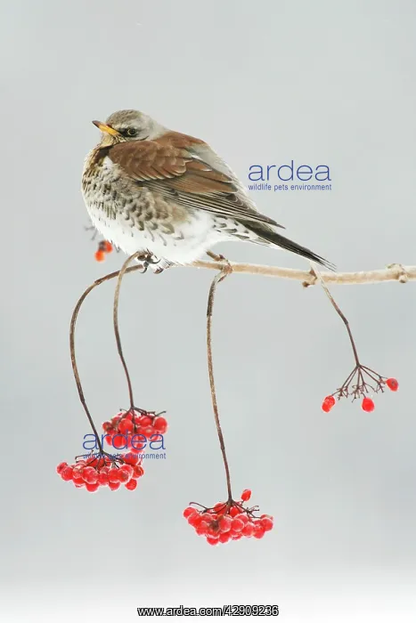 : Fieldfare - on branch of Guelder Rose bush, winter : Fieldfare - on branch of Guelder Rose bush, winter