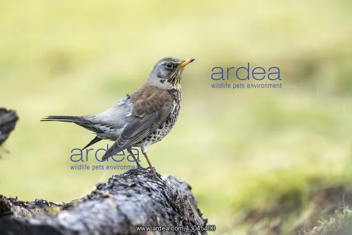  : Fieldfare - Cornwall - UK