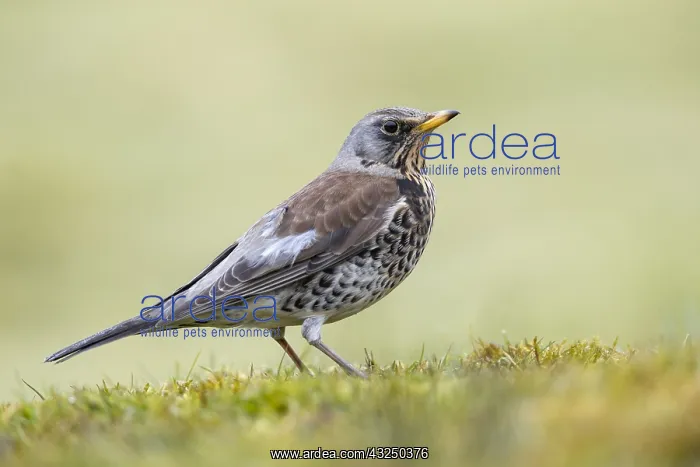 : Fieldfare - Cornwall - UK : Fieldfare - Cornwall - UK