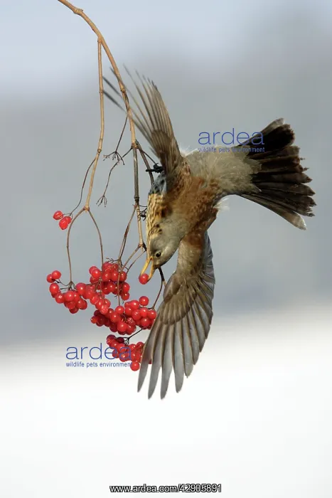: Fieldfare - Eating berries in winter : Fieldfare - Eating berries in winter