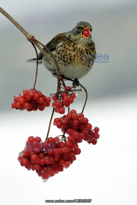 : Fieldfare - Eating frozen berries in winter : Fieldfare - Eating frozen berries in winter