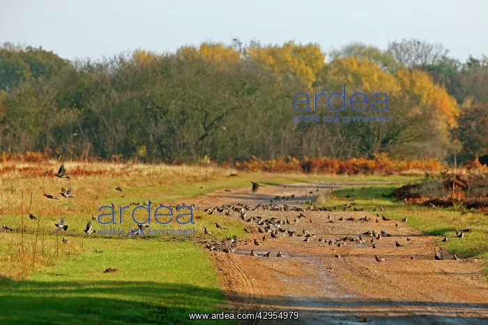 : Fieldfare - on farm track drinking from puddles : Fieldfare - on farm track drinking from puddles