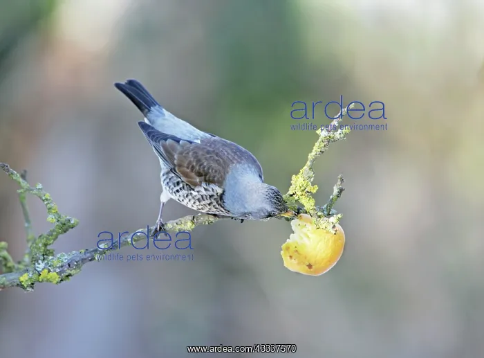 : Fieldfare - feeding on apple : Fieldfare - feeding on apple