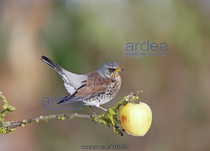 : Fieldfare - feeding on apple : Fieldfare - feeding on apple