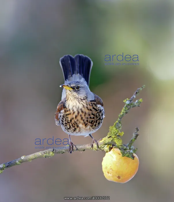 : Fieldfare - feeding on apple : Fieldfare - feeding on apple